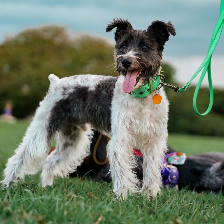 giant schnauzer puppies for sale