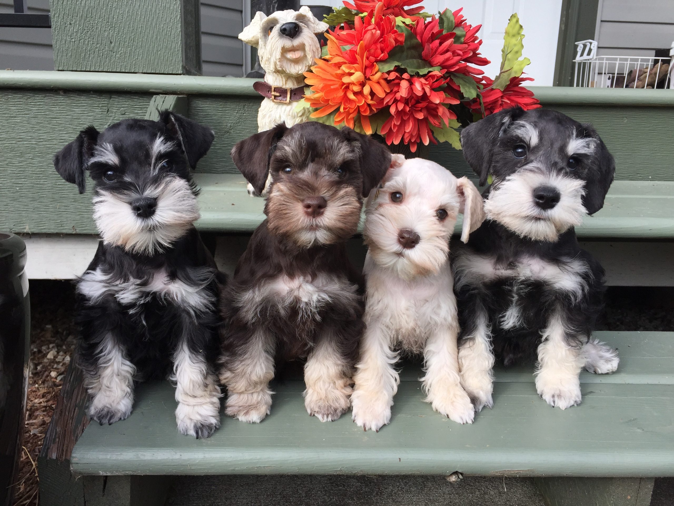 schnauzer dogs for sale